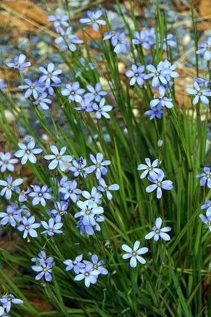 СИЗЮРИНХІЙ  вузьколистий Blue Note